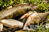 В Шенкурском районе пройдут соревнования по рыбной ловле среди женщин