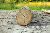 В Вельском районе  заготовщика леса придавило деревом насмерть