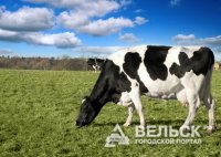 В Архангельской области увеличивается поголовье коров