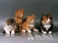 Жители Шенкурска помогут бездомным животным