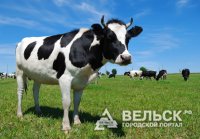 В Вельском районе открывается новая ферма на 200 голов скота