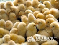 Сотрудники Няндомской птицефабрики могут стать безработными